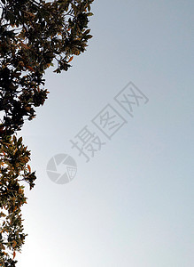 天空背景上的植物叶(方形)图片