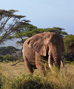 美丽的Amboseli照片博主博客笔记本旅游狂世界游客旅游摄影生活电话图片