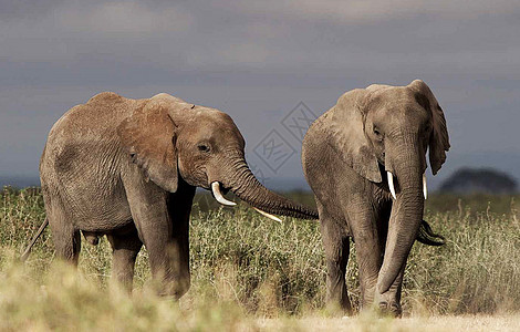 Amboseli 图片旅游狂游客博主照片世界公羊旅游旅行日记生活图片