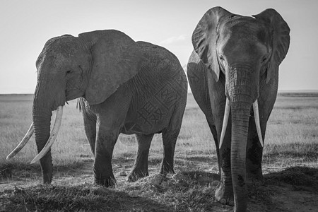 Amboseli 图片电话旅游狂博主旅行者世界生活旅行笔记本旅游日记图片