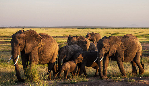 Amboseli 图片博客摄影旅游世界生活旅行者照片旅游狂公羊旅行图片