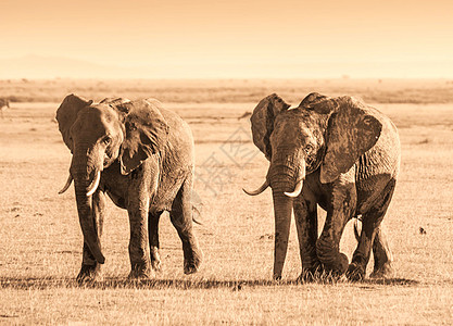 Amboseli 图片生活世界旅行者旅行公羊电话旅游狂日记旅游博客图片