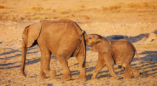 Amboseli 图片电话照片摄影世界笔记本旅游游客博客旅游狂旅行者图片