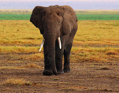 Amboseli 图片笔记本生活照片旅游世界博客旅游狂日记旅行博主图片