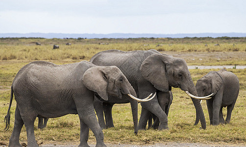 Amboseli 图片世界笔记本旅游日记旅游狂摄影公羊博客电话旅行图片