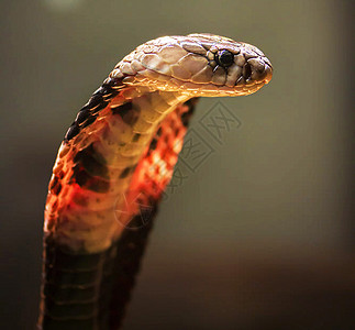 蛇的美丽图片蛇恋生活食蛇者蛇眼图片