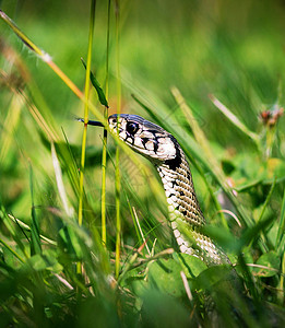 蛇形图片生活食蛇者蛇恋蛇眼图片