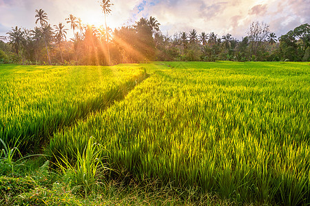 日落时在乌布德周边地区的稻田 印度尼西亚巴厘岛图片