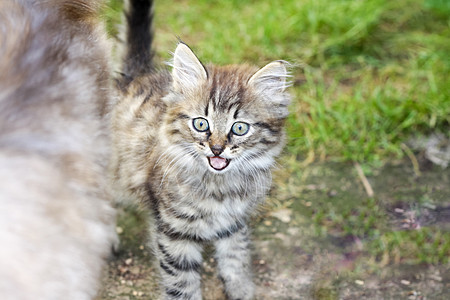 草地上的一只灰猫 小猫的肖像宠物灰色农村动物眼睛毛皮乐趣猫科动物条纹动物群图片