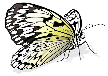纸张 Kite 蝴蝶白色动物群漏洞鳞翅目动物昆虫生物学野生动物插图花园图片