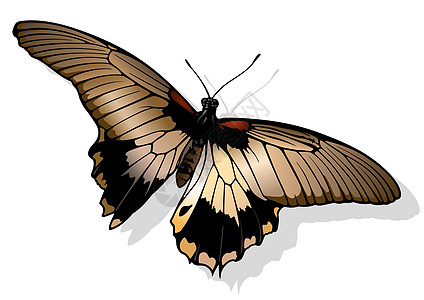 伟大的摩门教蝴蝶动物群优美动物景点昆虫学野生动物鳞翅目环境漏洞翅膀图片