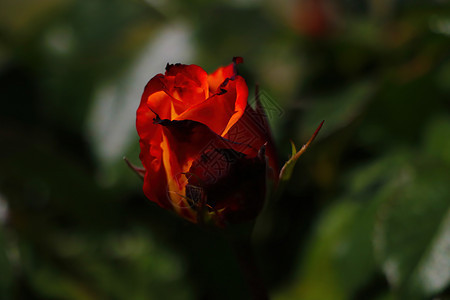 年轻开花的玫瑰花蕾在公园玫瑰宏观衬套树叶植物群花园季节花瓣叶子植物图片