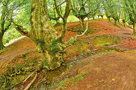 森林 西班牙戈尔贝亚自然公园生态旅游植被环境风景自然公园荒野树叶淡水保护旅行图片