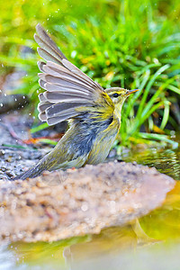 西班牙地中海森林威柳华布勒公司生物自然保护生活多样性环境动物学保护生物学翅膀鸟类图片