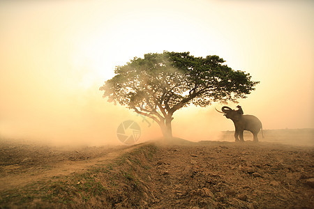 亚洲精神 泰国乡村农夫和大象在日出的背景下 亚洲文化丛林农场农民哺乳动物国家旅游象牙荒野动物驯象师图片
