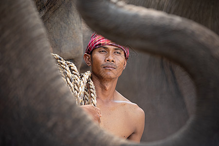 亚洲精神 泰国乡村农夫和大象在日出的背景下 亚洲文化丛林旅游森林记录场地野生动物阴影旅行哺乳动物日落图片
