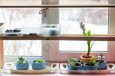 在窗台上的家庭花园 植物中各种植物的植物植物群草本草本植物园艺房子叶子盆栽房间制品发芽图片