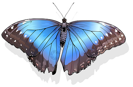 蓝月光蝴蝶宏观环境插图景点翅膀生物学脊椎动物漏洞动物群闪蝶图片