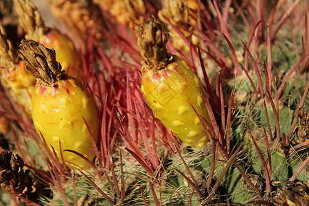 开花中的仙人掌菜豆植物学沙漠倒钩生物学植物花粉草本植物雌蕊紫色图片