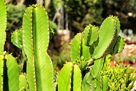 Euphorbia 蛋白仙人掌天空园艺晴天花园树干植物病虫害抗旱植物群阳光图片