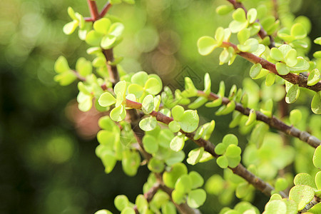 大象灌木 草原生物学植物群软木衬套环境自然日矮人灌木丛生长植物图片