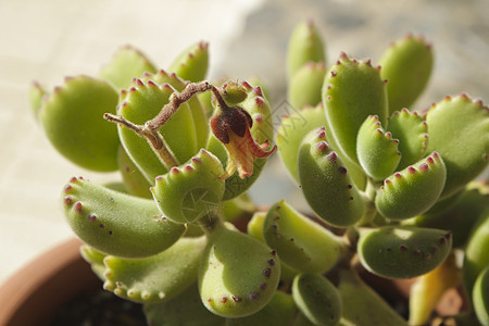 前卫的多汁植物沙漠芦荟海绵子叶叶子植物群园艺植物学花园植被图片