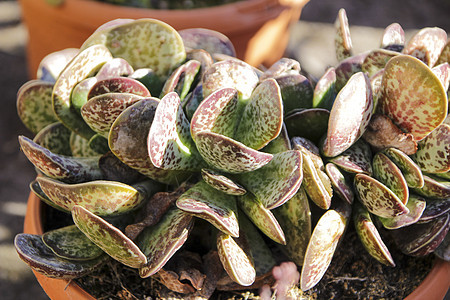 花园中的植物园艺斑点稀饭植物群阴影生长沙漠墙纸花盆饮食图片