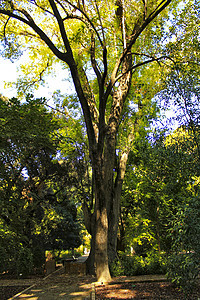 阳光下花园的长丽树天空环境树枝苔藓橡木树林山毛榉树干蓝色叶子图片