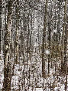大雪进入树林 大片雪花 野生公园 冬季树木 树干上的地块 白桦树干 森林抽象背景 没人图片