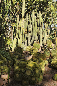 不同种类仙人掌的岩石荒野沙漠石头植物异国松树晴天温室种植园植物学图片