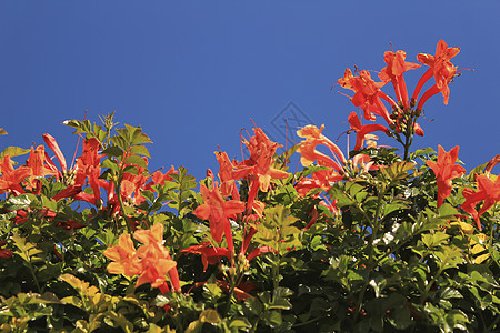 美丽多彩的橙碧尼昂尼亚花朵墙纸药品灌木橙子生长地面植物叶子摄影花园图片