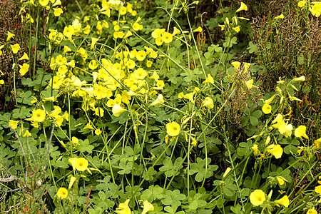 农村的Oxalis严格限定花朵图片