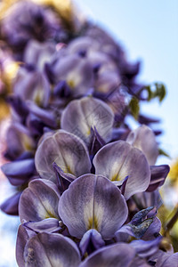 维斯特西亚辛尼西斯 在花园里放紫花植物群生长灌木丛紫色阳光植物藤蔓爬行者叶子花艺图片