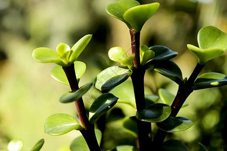 前卫的多汁植物卵形花园环境花盆沙漠异国生长热带植物学情调图片