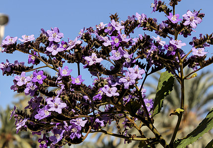 花园中紫色花朵的采摘者植物季节尖刺薰衣草公园蜜蜂宏观树叶乔木植物群图片