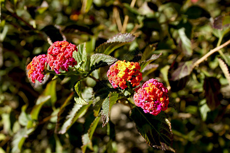 花园里的花朵季节热带衬套灌木树篱橙子花瓣花序植物学叶子图片