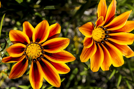 春时花园花朵中多彩色橙色和黄色的加沙花朵宏观生长太阳向日葵晴天条纹自然日花粉植物群植物图片