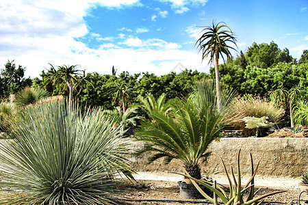 尼贾尔太阳下美丽的花园生态晴天旅游沙漠叶子季节旅行植物学植物棕榈图片