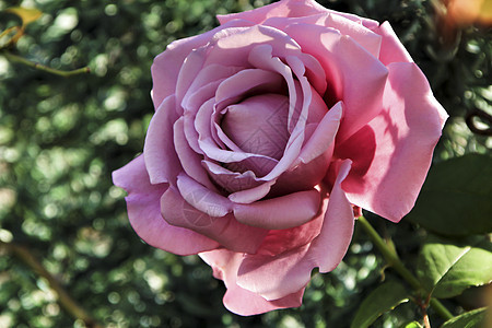 美丽多彩的粉红色玫瑰图片