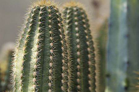 花园中的三氯环十二华夏仙人掌植物野生动物火炬标本沙漠植物群阳光植物学学习动物群高架图片