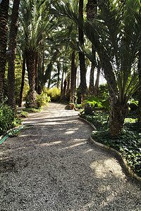 Elche植物园的绿植被 绿色植被公园环境生活棕榈阳光季节草地植物学叶子花园图片
