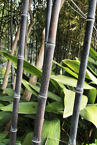 前卫的毛竹林植被丛林竹子牧歌森林生物黑竹植物管子生长图片