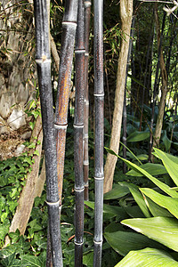 前卫的毛竹林园艺竹子植被管子丛林牧歌文化叶子黑竹森林图片