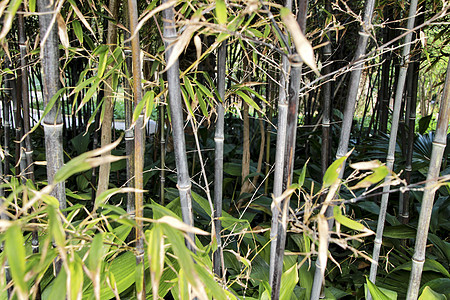 前卫的毛竹林花园植物植被热带叶子牧歌芦苇文化生物气候图片