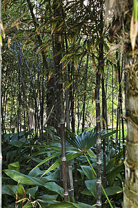 前卫的毛竹林芦苇森林叶子牧歌丛林花园黑竹生物植物园艺图片