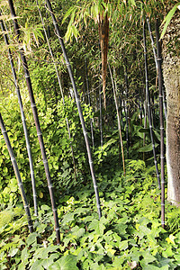 前卫的毛竹林竹子牧歌蔬菜丛林黑竹热带芦苇管子植被植物图片