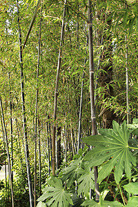 前卫的毛竹林管子竹子生物文化植被森林芦苇生长气候热带图片