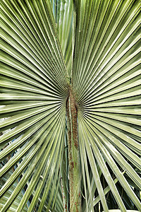前卫的棕榈树植物热带叶子森林植物群单型阳光棕榈球形美丽图片