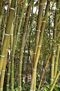 竹亚科 绿竹树干迷宫竹子冥想舒适丛林热带植被树干风水环境图片