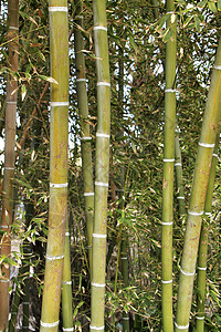 竹树素材精神春天高清图片
